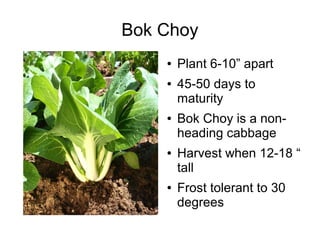 Bok Choy
● Plant 6-10” apart
● 45-50 days to
maturity
● Bok Choy is a non-
heading cabbage
● Harvest when 12-18 “
tall
● Frost tolerant to 30
degrees
 