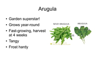 Arugula
● Garden superstar!
● Grows year-round
● Fast-growing, harvest
at 4 weeks
● Tangy
● Frost hardy
 