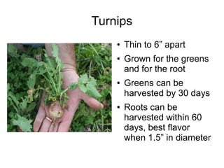 Turnips
● Thin to 6” apart
● Grown for the greens
and for the root
● Greens can be
harvested by 30 days
● Roots can be
harvested within 60
days, best flavor
when 1.5” in diameter
 