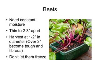Beets
● Need constant
moisture
● Thin to 2-3” apart
● Harvest at 1-2” in
diameter (Over 3”
become tough and
fibrous)
● Don't let them freeze
 