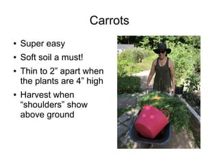 Carrots
● Super easy
● Soft soil a must!
● Thin to 2” apart when
the plants are 4” high
● Harvest when
“shoulders” show
above ground
 