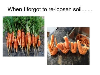 When I forgot to re-loosen soil.......
 