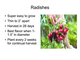 Radishes
● Super easy to grow
● Thin to 2” apart
● Harvest in 28 days
● Best flavor when 1-
1.5” in diameter
● Plant every 2 weeks
for continual harvest
 