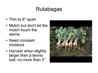 Rutabagas
● Thin to 8” apart
● Mulch but don't let the
mulch touch the
stems
● Need constant
moisture
● Harvest when slightly
larger than a tennis
ball, no more than 5”
 