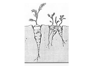 Fall vegetable gardening