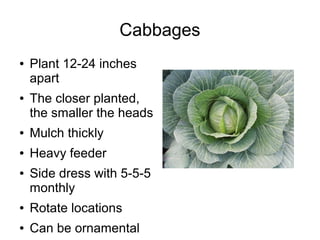 Cabbages
● Plant 12-24 inches
apart
● The closer planted,
the smaller the heads
● Mulch thickly
● Heavy feeder
● Side dress with 5-5-5
monthly
● Rotate locations
● Can be ornamental
 