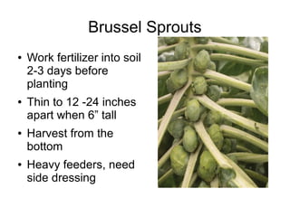 Brussel Sprouts
● Work fertilizer into soil
2-3 days before
planting
● Thin to 12 -24 inches
apart when 6” tall
● Harvest from the
bottom
● Heavy feeders, need
side dressing
 