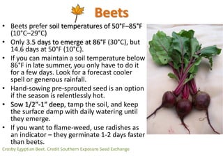 Scheduling fall beets
• For fall fresh eating and winter storage crops, we
sow beets on 8/1 or so, dry or soaked for 1-2 h...