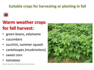 Suitable crops for harvesting or planting in fall
Warm weather crops
for fall harvest:
• green beans, edamame
• cucumbers
...