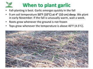 Garlic in winter
 If planted too late, there won’t be enough root growth
before winter, and you’ll get a lower survival r...