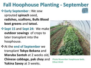 Fall outdoor sowings to transplant inside
• Sept 15: ten varieties of hardy leaf lettuce and romaines,
pak choy, Chinese c...