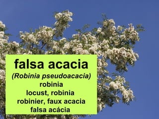 falsa acacia
(Robinia pseudoacacia)
robinia
locust, robinia
robinier, faux acacia
falsa acácia
 
