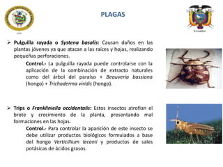 PLAGAS

 Pulguilla rayada o Systena basalis: Causan daños en las
plantas jóvenes ya que atacan a las raíces y hojas, realizando
pequeñas perforaciones.
Control.- La pulguilla rayada puede controlarse con la
aplicación de la combinación de extracto naturales
como del árbol del paraíso + Beauveria bassiana
(hongo) + Trichoderma viridis (hongo).

 Trips o Frankliniella occidentalis: Estos insectos atrofian el
brote y crecimiento de la planta, presentando mal
formaciones en las hojas.
Control.- Para controlar la aparición de este insecto se
debe utilizar productos biológicos formulados a base
del hongo Verticillium lecanii y productos de sales
potásicas de ácidos grasos.

 