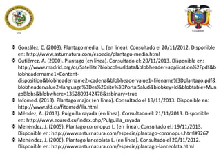  González, C. (2008). Plantago media, L. (en línea). Consultado el 20/11/2012. Disponible
en: http://www.asturnatura.com/especie/plantago-media.html
 Gutiérrez, A. (2000). Plantago (en línea). Consultado el: 20/11/2013. Disponible en:
http://www.madrid.org/cs/Satellite?blobcol=urldata&blobheader=application%2Fpdf&b
lobheadername1=Contentdisposition&blobheadername2=cadena&blobheadervalue1=filename%3Dplantago.pdf&
blobheadervalue2=language%3Des%26site%3DPortalSalud&blobkey=id&blobtable=Mun
goBlobs&blobwhere=1352809142478&ssbinary=true
 Infomed. (2013). Plantago major (en línea). Consultado el 18/11/2013. Disponible en:
http://www.sld.cu/fitomed/lla.html
 Méndez, A. (2013). Pulguilla rayada (en línea). Consultado el: 21/11/2013. Disponible
en: http://www.ecured.cu/index.php/Pulguilla_rayada
 Menéndez, J. (2005). Plantago coronopus L. (en línea). Consultado el: 19/11/2013.
Disponible en: http://www.asturnatura.com/especie/plantago-coronopus.html#9267
 Menéndez, J. (2006). Plantago lanceolata L. (en línea). Consultado el 20/11/2012.
Disponible en: http://www.asturnatura.com/especie/plantago-lanceolata.html

 