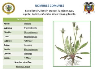 NOMBRES COMUNES
Falso llantén, llantén grande, llantén mayor,
alpiste, ballico, cañamón, cinco venas, gitanilla.
TAXONOMÍA
Reino:

Plantae

Subreino

Tracheobionta

División:

Magnoliophyta

Clase:

Magnoliopsida

Subclase

Asteridae

Orden:

Lamiales

Familia:

Plantaginaceae

Género:

Plantago

Especie

P. Major
Nombre científico
Plantago major

 