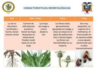 CARACTERISTICAS MORFOLÓGICAS
Raíz
La raíz es
reticulares
ramificada y
fuerte, tienen
rizomas cortos

Tallo y Hojas
Carecen de
tallo (plantas
acaules) y
tienen las hojas
dispuestas en
roseta basal.
Pueden medir
hasta 15 cm de
largo

Las hojas
son largas y
crecen
desde la
raíz.

Flores

Fruto

Las flores están,
generalmente,
agrupadas en espiga, y
éstas se sitúan en el
ápice de pedúnculos
más o menos largos.
Las flores son
hermafroditas en su
mayoría.

Son muy
pequeños, no
superan los 3
milímetros. El
fruto puede ser
un aquenio alado
o una cápsula
semicircular que
se abre
transversalmente

 