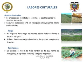 LABORES CULTURALES
Sistema de siembra
 Se propaga con facilidad por semillas, es posible realizar la
siembra a chorrillo.
 En surcos espaciados a 45 cm y después ralear, dejando 20 cm
entre plantas.
Riego
 No requiere de un riego abundante, tolera de buena forma la
escasez de agua.
 El falso llantén no exige abundancia de agua en temporadas
lluviosas.
Fertilización
 La extracción media de falso llantén es de 100 kg/ha de
nitrógeno; 70 kg/ha de fósforo y 53 kg/ha de potasio.
Fuente: Salas, M. et. al. (2003)
Ayala, W. (2012).

 