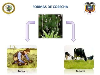 FORMAS DE COSECHA

Forraje

Pastoreo

 