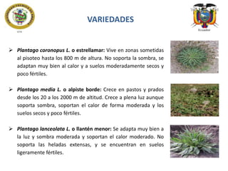 VARIEDADES

 Plantago coronopus L. o estrellamar: Vive en zonas sometidas
al pisoteo hasta los 800 m de altura. No soporta la sombra, se
adaptan muy bien al calor y a suelos moderadamente secos y
poco fértiles.
 Plantago media L. o alpiste borde: Crece en pastos y prados
desde los 20 a los 2000 m de altitud. Crece a plena luz aunque
soporta sombra, soportan el calor de forma moderada y los
suelos secos y poco fértiles.
 Plantago lanceolata L. o llantén menor: Se adapta muy bien a
la luz y sombra moderada y soportan el calor moderado. No
soporta las heladas extensas, y se encuentran en suelos
ligeramente fértiles.

 