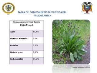 TABLA DE COMPONENTES NUTRITIVOS DEL
FALSO LLANTEN
Composición del Falso llantén
(hojas frescas)

Agua

81,4 %

Materias minerales

1.2%

Proteína

2,5 %

Materia grasa

0,3 %

Carbohidratos

14,6 %

Fuente: Infomed. (2013)

 