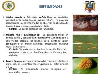 ENFERMEDADES
 Añublo sureño o Sclerotium rolfsii: Hace su aparición,
A
principalmente en las épocas lluviosas del año. Los síntomas
característicos de la enfermedad se observan en el cuello de
la raíz y luego se dispersan a toda la planta.
Control.- Se puede controlar con fungicidas.
 Mancha roja o Cercospora sp: Se desarrolla mejor en
tiempo cálido y con alta humedad relativa. A medida que la
enfermedad progresa, las lesiones de la planta se siguen
produciendo en mayor cantidad, presentando manchas
rojizas en las hojas.
Control.- Se inicia con la siembra de semilla libre del
patógeno, la poda, recolección y destrucción de guías
dañadas.
 Roya o Puccinia sp: Es una enfermedad común en plantas de
clima frío, se presentan con erupciones de color amarillo
rojizo.
Control.- Se recomienda aportar nitrógeno en
cantidades mínimas.

 