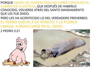 PORQUE MEJOR LES HUBIERA SIDO NO HABER CONOCIDO EL
CAMINO DE LA JUSTICIA, QUE DESPUÉS DE HABERLO
CONOCIDO, VOLVERSE ATRÁS DEL SANTO MANDAMIENTO
QUE LES FUE DADO.
PERO LES HA ACONTECIDO LO DEL VERDADERO PROVERBIO:
EL PERRO VUELVE A SU VÓMITO, Y LA PUERCA
LAVADA A REVOLCARSE EN EL CIENO.
2 PEDRO 2:21
 