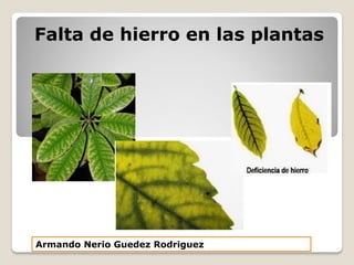 Armando Nerio Guedez Rodriguez
Falta de hierro en las plantas
 