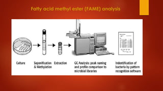 Fatty acid methyl ester (FAME) analysis
 