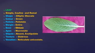 Obtuse Leaf Base Example slide share// sumia fatema//Fami. catharanthus roseus | PDF
