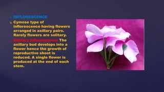 slide share// sumia fatema//Fami. catharanthus roseus | PDF