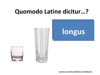 largo longus 