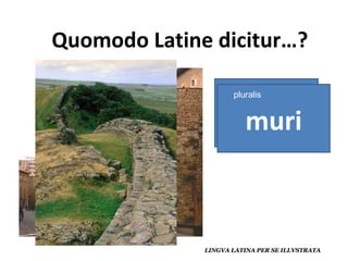 murus muri pluralis 
