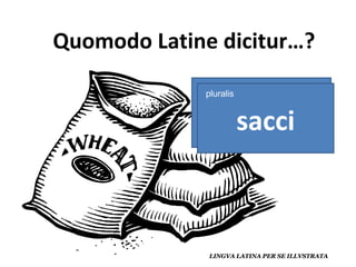 saccus sacci pluralis 