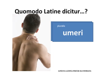 umerus umeri pluralis 