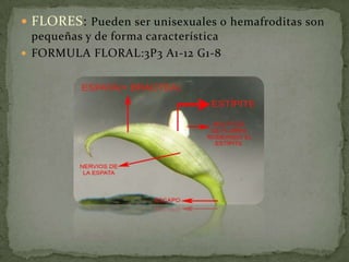 VEGETACION: Arbórea y Arbustiva