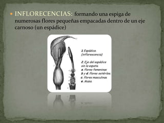 RAIZ: Axonomorfa, fasciculadaHOJAS: En su mayoría se presenta en forma un tanto agitadas pueden ser pequeñas, o de grandes dimensiones . Son largas pecioladas suculentas con una nervadura reticular, borde entero en algunos casos con el limbo folial que presenta agujeros