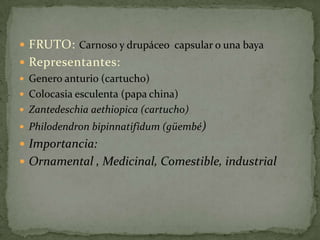 FLORES: Pueden ser unisexuales o hemafroditas son pequeñas y de forma característicaFORMULA FLORAL:3P3 A1-12 G1-8