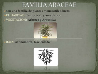 FAMILIA ARACEAE ,[object Object]