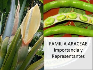 Familia  araceae