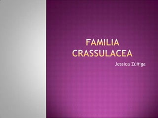 Familia crassulacea Jessica Zúñiga 