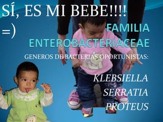 SÍ, ES MI BEBE!!!! =) FAMILIA ENTEROBACTERIACEAE GENEROS DE BACTERIAS OPORTUNISTAS: KLEBSIELLA SERRATIA PROTEUS 