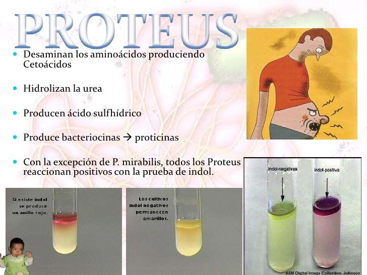 Proteus