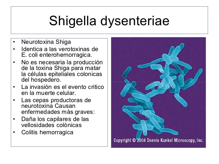 Familia Enterobacteriaceae Salmonella Shigella