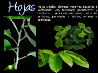 Hojas simples, alternas, rara vez opuestas o
verticiladas, con frecuencia persistentes y
coriáceas, a veces escuamiformes, con o sin
estípulas, pecioladas o sésiles, enteras o
aserradas.
 