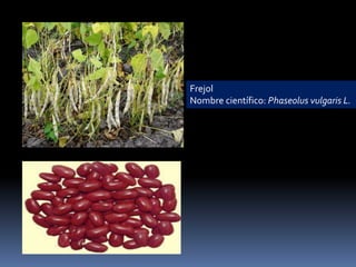 Familia fabaceae (papilionaceae)