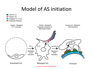Model of AS initiation
Cosgrov D. Matrix biology,2016
 