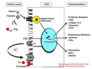 Pediatr Nephrol (2013) 28:1025–1036
DOI 10.1007/s00467-012-2272-z
 