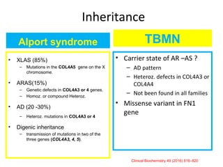 Alport syndrome
• XLAS (85%)
– Mutations in the COL4A5 gene on the X
chromosome.
• ARAS(15%)
– Genetic defects in COL4A3 or 4 genes.
– Homoz. or compound Heteroz.
• AD (20 -30%)
– Heteroz. mutations in COL4A3 or 4
• Digenic inheritance
– transmission of mutations in two of the
three genes (COL4A3, 4, 5).
TBMN
• Carrier state of AR –AS ?
– AD pattern
– Heteroz. defects in COL4A3 or
COL4A4
– Not been found in all families
• Missense variant in FN1
gene
Clinical Biochemistry 49 (2016) 816–820
Inheritance
 