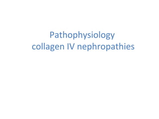 Pathophysiology
collagen IV nephropathies
 