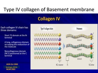 biology,2016
Type IV collagen of Basement membrane
 